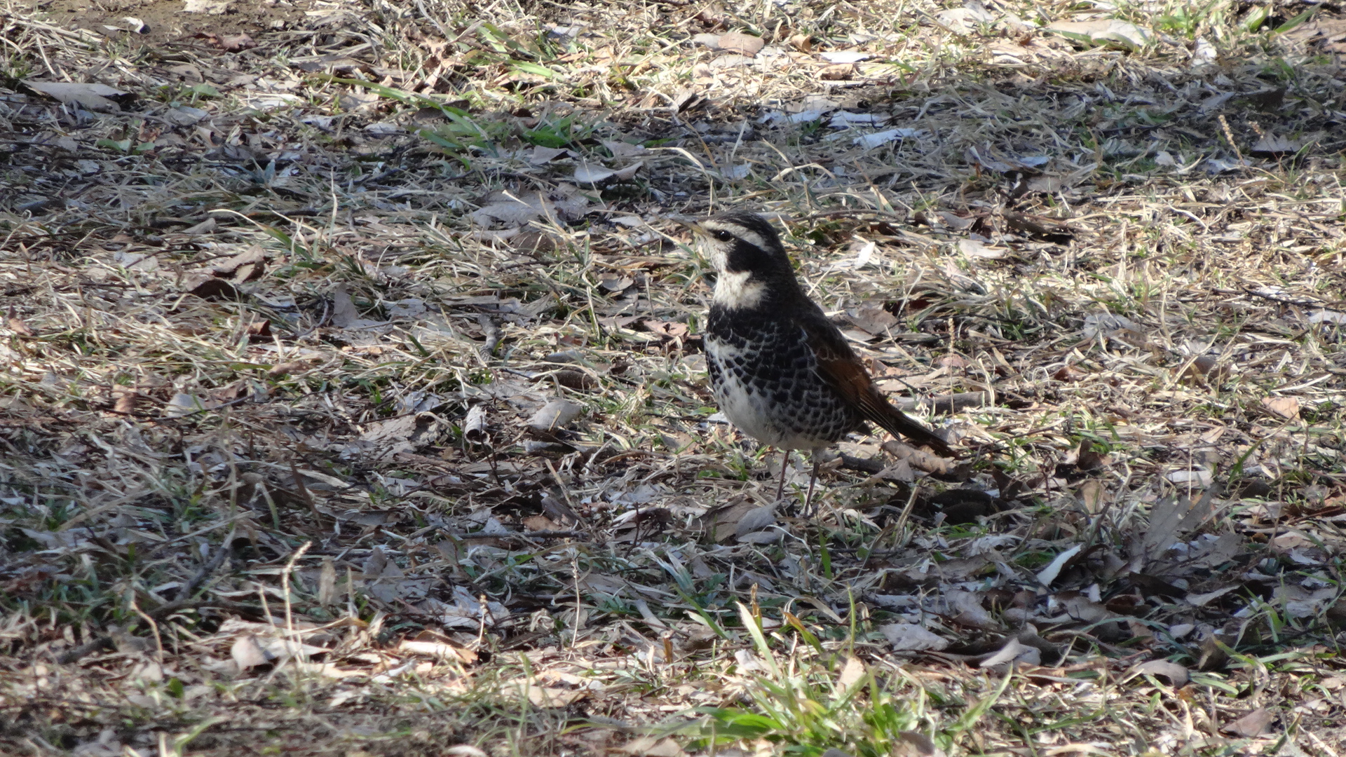 ツグミ(秋ヶ瀬公園 野鳥園) ツグミ(秋ヶ瀬公園 野鳥園)