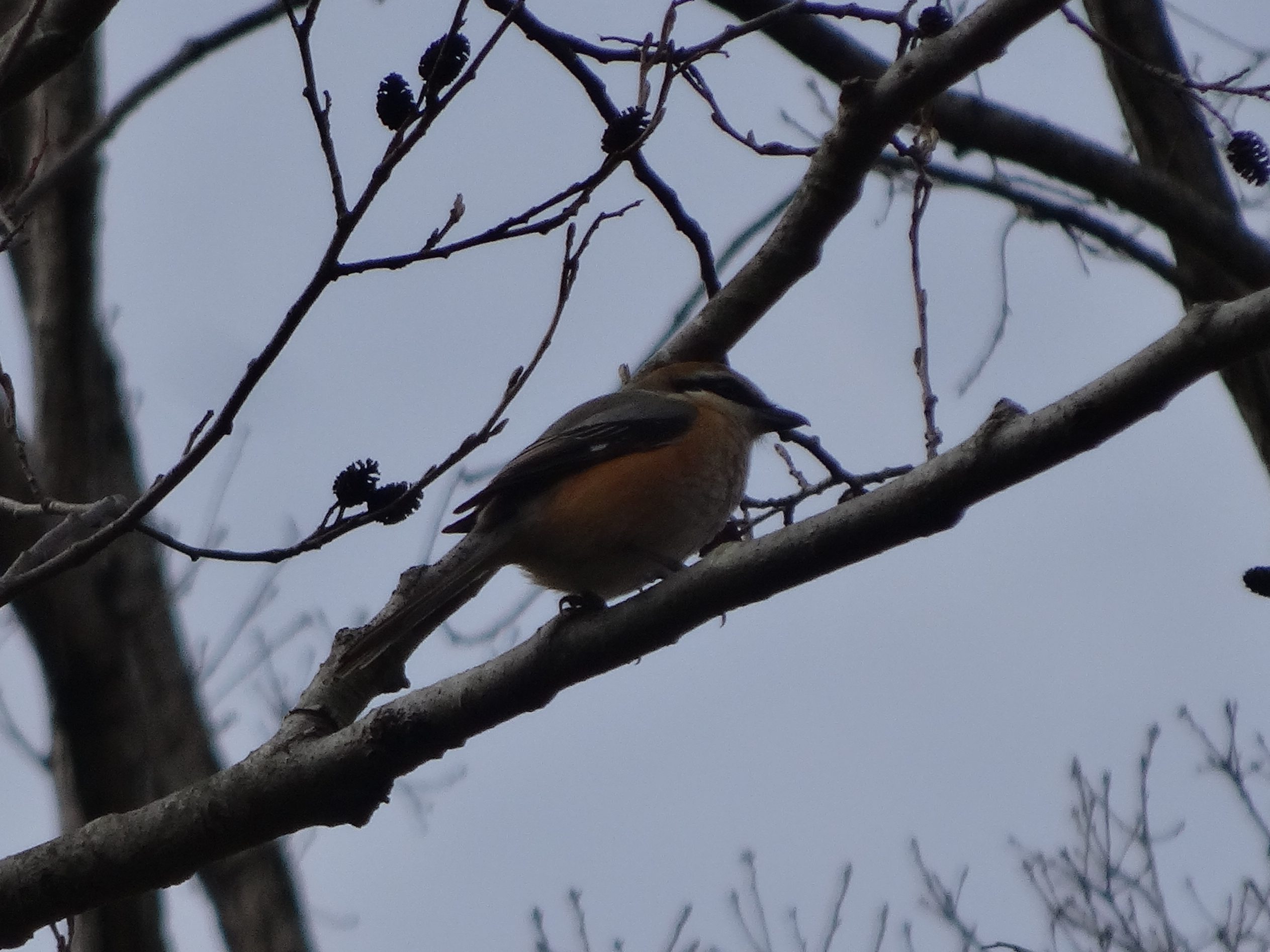 コサギ モズ(泉の森) コサギ モズ(泉の森)