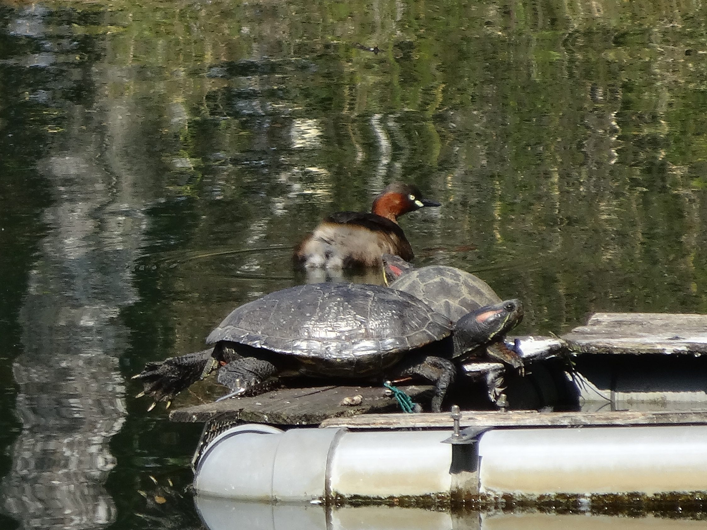 カイツブリと亀、カルガモ、メジロ(薬師池公園) カイツブリと亀、カルガモ、メジロ(薬師池公園)