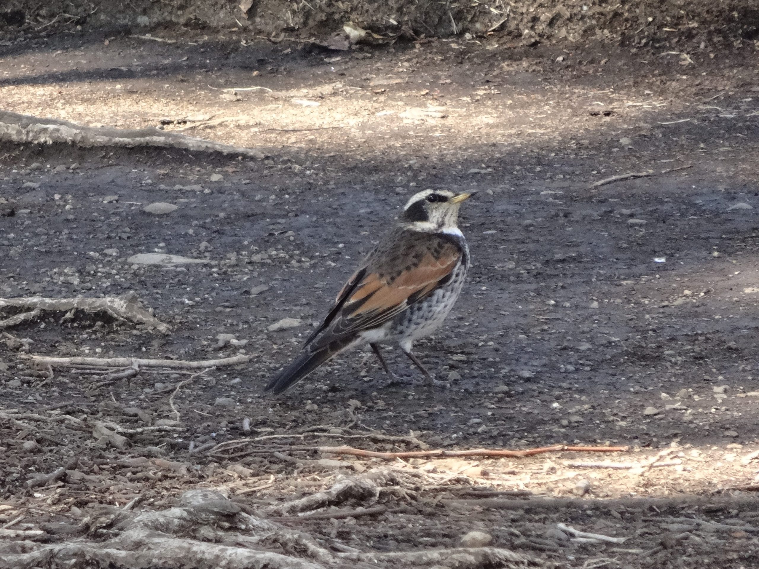 ツグミ(所沢航空記念公園) ツグミ(所沢航空記念公園)