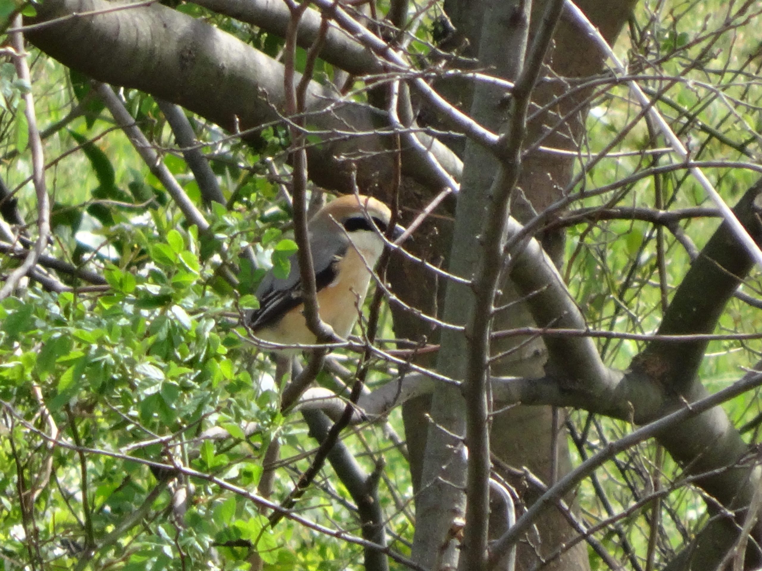 モズ、ヒヨドリ（場所？）