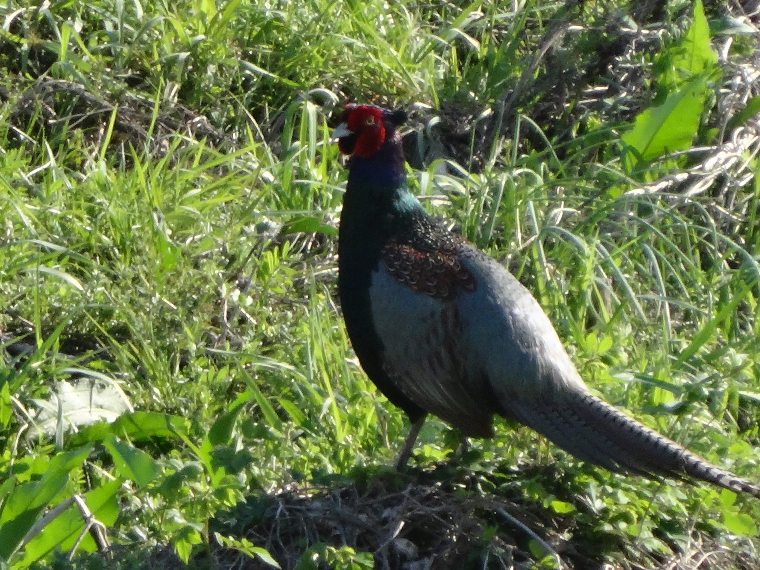 多摩川のキジ 多摩川のキジ