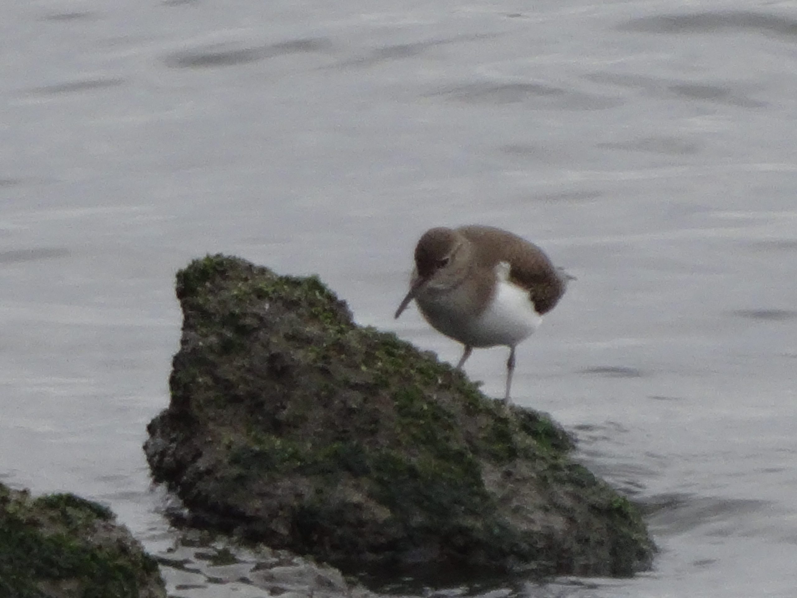 イソシギ　タヒバリ　セグロセキレイほか（東京港野鳥公園）