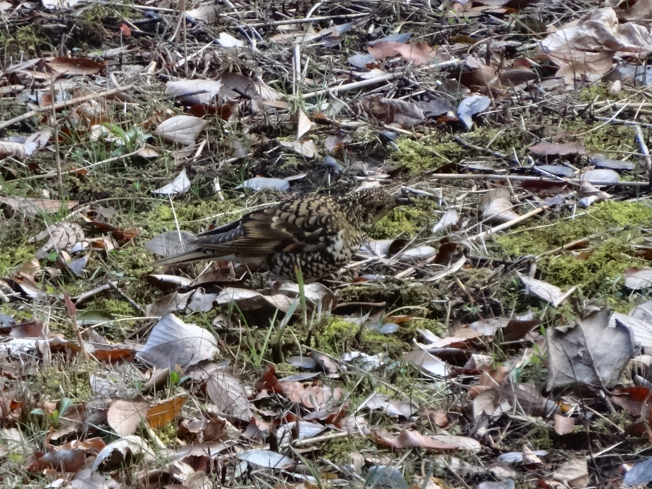 トラツグミ（座間 谷戸山公園）