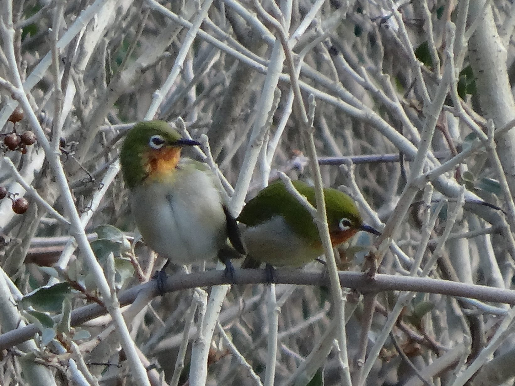 メジロ（新種！？）ホオジロ（下田 爪木崎）