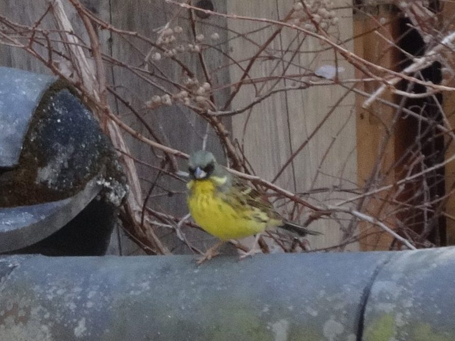 アオジ（熱海梅園）