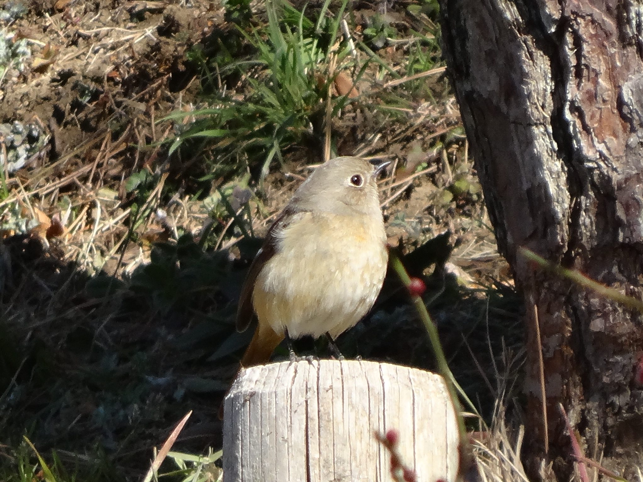 ジョウビタキ♀（水戸の偕楽園）　