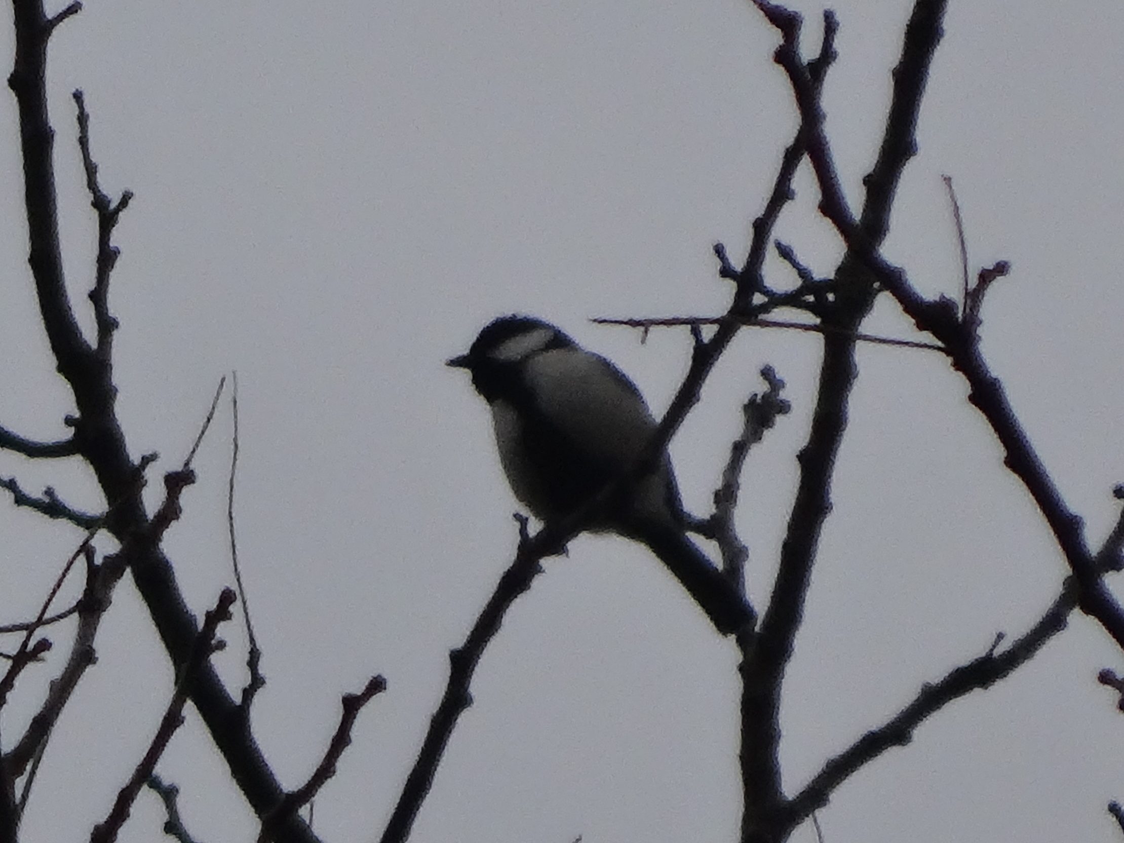 シジュウカラ（神奈川県立 保土谷公園）