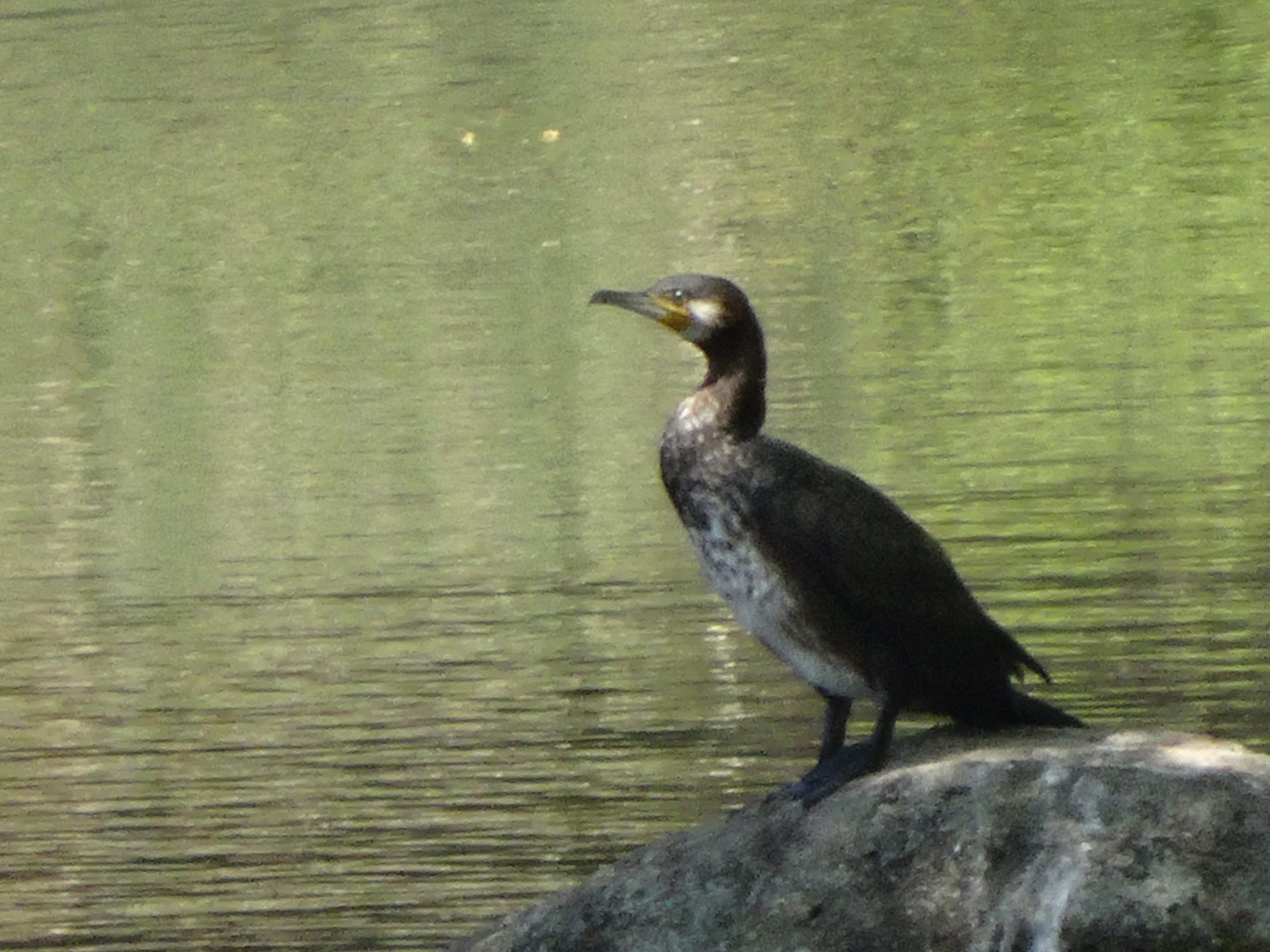 カワウ（狭山公園〔多摩湖〕）